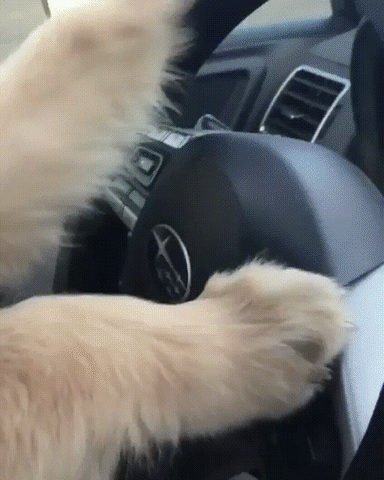 Dog wearing sunglasses sits in driver’s seat of car. 