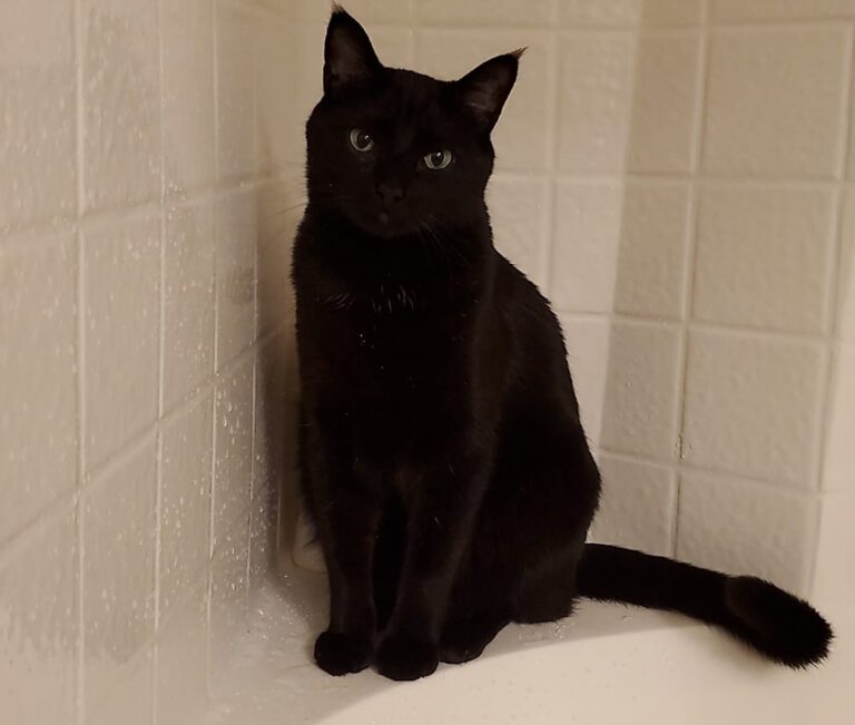 Leto the black cat sitting in a still-wet shower. Darn it, Leto!