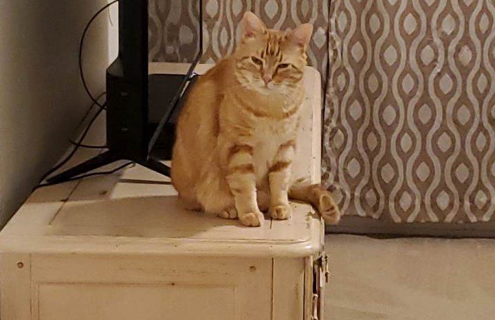 Ripley, the small orange cat. She is sitting on a chest of drawers and is about to make you an offer you can’t refuse.