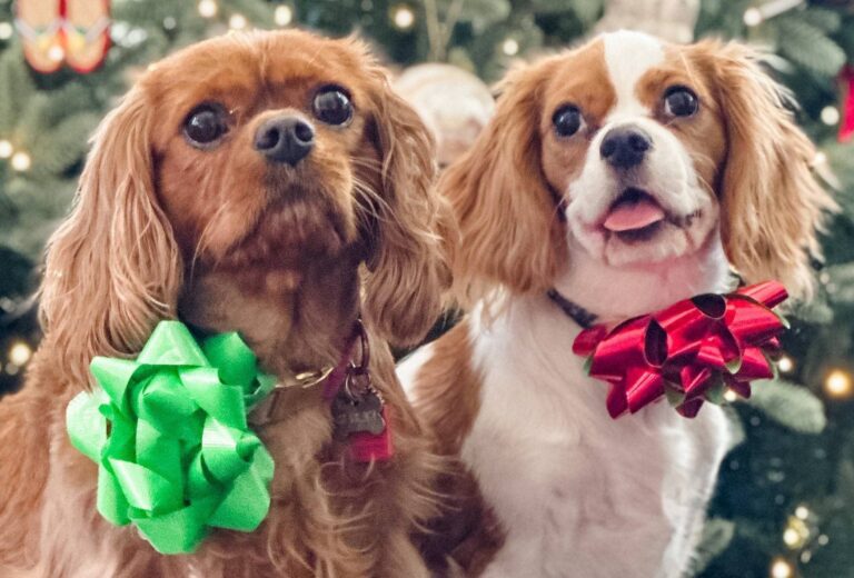 Lucy and Molly, two Spaniels, looking absolutely precious in Christmas bows!