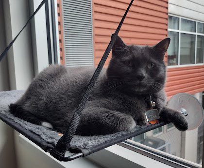 Ezra, a pretty dark grey cat lounging on a bed attached to a window.