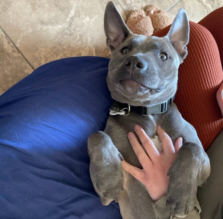 Ruby, a sweet grey Pit Bull who is happily getting belly rubs!